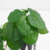 Artificial Plant 20*17*21cm Real Touch Round Leaf in Cement pot GS-03321070 Potted Flowers&Plants YeahFlower is one of Chinese leading OEM manufacturers and exporters , supplying the silk flowers, wholesale artificial trees