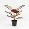Artificial Plant 32*32*34cm Real touch 3D printing Leaves in pot GS-03321025-W1 Potted Flowers&Plants YeahFlower is one of Chinese leading OEM manufacturers and exporters , supplying the silk flowers, wholesale artificial trees