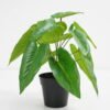 Artificial Plant 26*26*27cm Real touch Anthurium leaf in PP pot GS-03321088 Potted Flowers&Plants 3,000+ sqm showroom with thousands of artificial flowers, plants & trees ready for global sourcing.