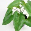 Artificial Plant 26*26*27cm Real touch Anthurium leaf in PP pot GS-03321088 Potted Flowers&Plants 3,000+ sqm showroom with thousands of artificial flowers, plants & trees ready for global sourcing.