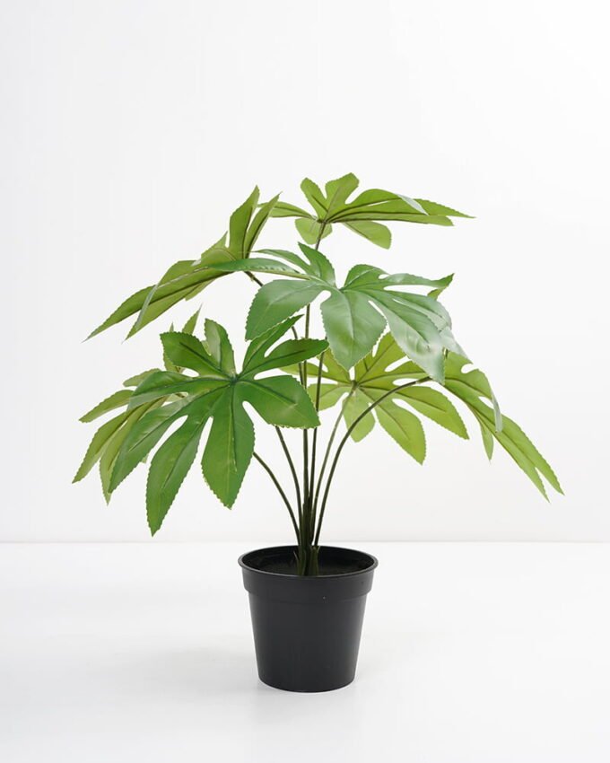 Artificial Plant 44*44*42cm Real touch Fatsia in PP pot GS-03321085 Potted Flowers&Plants YeahFlower is one of Chinese leading OEM manufacturers and exporters , supplying the silk flowers, wholesale artificial trees