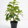 Artificial Plant 24*22*26cm Real touch Ficus elastica in PP pot GS-03321104 Potted Flowers&Plants 3,000+ sqm showroom with thousands of artificial flowers, plants & trees ready for global sourcing.