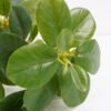 Artificial Plant 24*22*26cm Real touch Ficus elastica in PP pot GS-03321104 Potted Flowers&Plants 3,000+ sqm showroom with thousands of artificial flowers, plants & trees ready for global sourcing.