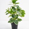Artificial Plant 24*22*26cm Real touch Ficus elastica in PP pot GS-03321105 Potted Flowers&Plants 3,000+ sqm showroom with thousands of artificial flowers, plants & trees ready for global sourcing.