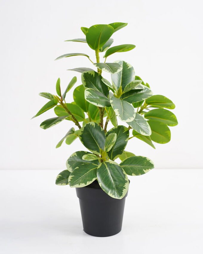 Artificial Plant 24*22*26cm Real touch Ficus elastica in PP pot GS-03321105 Potted Flowers&Plants 3,000+ sqm showroom with thousands of artificial flowers, plants & trees ready for global sourcing.