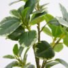 Artificial Plant 24*22*26cm Real touch Ficus elastica in PP pot GS-03321105 Potted Flowers&Plants 3,000+ sqm showroom with thousands of artificial flowers, plants & trees ready for global sourcing.