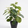 Artificial Plant 21*18*30cm Real touch Ficus elastica in PP pot GS-03321106 Potted Flowers&Plants YeahFlower is one of Chinese leading OEM manufacturers and exporters , supplying the silk flowers, wholesale artificial trees
