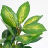 Artificial Plant 30*30*42cm  Real touch Leaves in Pot GS-03321024 Potted Flowers&Plants 3,000+ sqm showroom with thousands of artificial flowers, plants & trees ready for global sourcing.