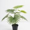Artificial Plant 44*44*42cm Real touch Livistona chinensis in PP pot GS-03321087 Potted Flowers&Plants 3,000+ sqm showroom with thousands of artificial flowers, plants & trees ready for global sourcing.