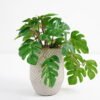Artificial Plant 20*17*21cm Real touch Monstera in Cement pot GS-03321071 Potted Flowers&Plants YeahFlower is one of Chinese leading OEM manufacturers and exporters , supplying the silk flowers, wholesale artificial trees