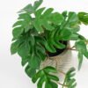 Artificial Plant 20*17*21cm Real touch Monstera in Cement pot GS-03321071 Potted Flowers&Plants YeahFlower is one of Chinese leading OEM manufacturers and exporters , supplying the silk flowers, wholesale artificial trees