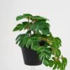 Artificial Plant 22*17*17cm Real touch Monstera in PP pot GS-03321058 Potted Flowers&Plants 3,000+ sqm showroom with thousands of artificial flowers, plants & trees ready for global sourcing.