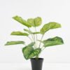 Artificial Plant 48*42*51cm Real touch Rohdea japonica in PP pot GS-03321081 Potted Flowers&Plants YeahFlower is one of Chinese leading OEM manufacturers and exporters , supplying the silk flowers, wholesale artificial trees
