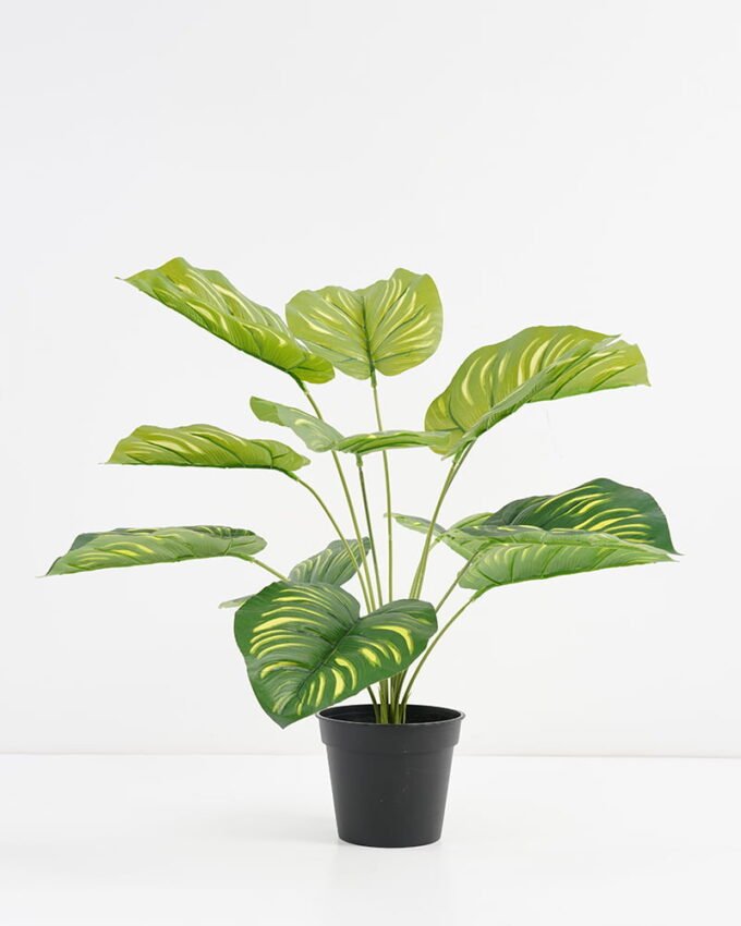 Artificial Plant 48*42*51cm Real touch Rohdea japonica in PP pot GS-03321081 Potted Flowers&Plants YeahFlower is one of Chinese leading OEM manufacturers and exporters , supplying the silk flowers, wholesale artificial trees