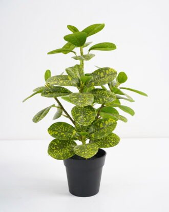 Artificial Plant 24*22*26cm Real touch leaf in PP pot GS-03321103 Potted Flowers&Plants YeahFlower is one of Chinese leading OEM manufacturers and exporters , supplying the silk flowers, wholesale artificial trees