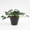 Artificial Plant 25*17*14.5cm Real touch mini leaf in Plastic Pot GS-03321017 Potted Flowers&Plants YeahFlower is one of Chinese leading OEM manufacturers and exporters , supplying the silk flowers, wholesale artificial trees