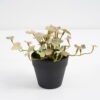 Artificial Plant 25*17*14.5cm Real touch mini leaf in Plastic Pot GS-03321018 Potted Flowers&Plants YeahFlower is one of Chinese leading OEM manufacturers and exporters , supplying the silk flowers, wholesale artificial trees