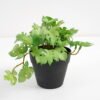 Artificial Plant 25*17*14.5cm Real touch mini leaf in Plastic Pot GS-03321019 Potted Flowers&Plants YeahFlower is one of Chinese leading OEM manufacturers and exporters , supplying the silk flowers, wholesale artificial trees