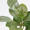 Artificial Plant 31*31*43cm Rohdea japonica GS-06921037 Potted Flowers&Plants 3,000+ sqm showroom with thousands of artificial flowers, plants & trees ready for global sourcing.