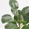 Artificial Plant 31*31*43cm Rohdea japonica GS-06921040 Potted Flowers&Plants 3,000+ sqm showroom with thousands of artificial flowers, plants & trees ready for global sourcing.