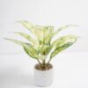 Artificial Plant 33*33*34cm Rohdea japonica in Cement pot GS-06921030-G2 Potted Flowers&Plants YeahFlower is one of Chinese leading OEM manufacturers and exporters , supplying the silk flowers, wholesale artificial trees