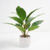 Artificial Plant 33*33*34cm Rohdea japonica in Cement pot GS-06921030-G3 Potted Flowers&Plants YeahFlower is one of Chinese leading OEM manufacturers and exporters , supplying the silk flowers, wholesale artificial trees