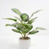 Artificial Plant 35*35*42cm Rohdea japonica in Cement pot GS-06921031-G4 Potted Flowers&Plants YeahFlower is one of Chinese leading OEM manufacturers and exporters , supplying the silk flowers, wholesale artificial trees