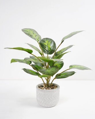 Artificial Plant 35*35*42cm Rohdea japonica in Cement pot GS-06921031-G4 Potted Flowers&Plants YeahFlower is one of Chinese leading OEM manufacturers and exporters , supplying the silk flowers, wholesale artificial trees
