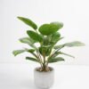Artificial Plant 35*35*42cm Rohdea japonica in Cement pot GS-06921031-G5 Potted Flowers&Plants YeahFlower is one of Chinese leading OEM manufacturers and exporters , supplying the silk flowers, wholesale artificial trees