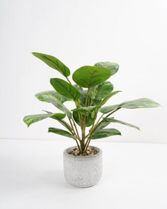 Artificial Plant 35*35*42cm Rohdea japonica in Cement pot GS-06921031-G5 Potted Flowers&Plants YeahFlower is one of Chinese leading OEM manufacturers and exporters , supplying the silk flowers, wholesale artificial trees
