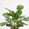 Artificial Plant 35*35*42cm Rohdea japonica in Cement pot GS-06921031-G5 Potted Flowers&Plants YeahFlower is one of Chinese leading OEM manufacturers and exporters , supplying the silk flowers, wholesale artificial trees