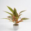 Artificial Plant 38*38*45cm Rohdea japonica in Cement pot GS-06921032-G1 Potted Flowers&Plants 3,000+ sqm showroom with thousands of artificial flowers, plants & trees ready for global sourcing.