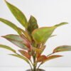 Artificial Plant 38*38*45cm Rohdea japonica in Cement pot GS-06921032-G1 Potted Flowers&Plants 3,000+ sqm showroom with thousands of artificial flowers, plants & trees ready for global sourcing.