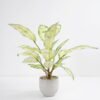 Artificial Plant 38*38*45cm Rohdea japonica in Cement pot GS-06921032-G2 Potted Flowers&Plants 3,000+ sqm showroom with thousands of artificial flowers, plants & trees ready for global sourcing.