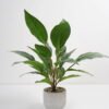 Artificial Plant 38*38*45cm Rohdea japonica in Cement pot GS-06921032-G3 Potted Flowers&Plants 3,000+ sqm showroom with thousands of artificial flowers, plants & trees ready for global sourcing.