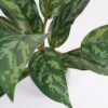 Artificial Plant 38*38*45cm Rohdea japonica in Cement pot GS-06921032-G3 Potted Flowers&Plants 3,000+ sqm showroom with thousands of artificial flowers, plants & trees ready for global sourcing.