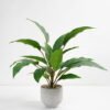 Artificial Plant 38*38*45cm Rohdea japonica in Cement pot GS-06921032-G4 Potted Flowers&Plants 3,000+ sqm showroom with thousands of artificial flowers, plants & trees ready for global sourcing.