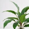 Artificial Plant 38*38*45cm Rohdea japonica in Cement pot GS-06921032-G4 Potted Flowers&Plants 3,000+ sqm showroom with thousands of artificial flowers, plants & trees ready for global sourcing.