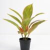 Artificial Plant 32*32*34cm Rohdea japonica in pp pot GS-06921033-G1 Potted Flowers&Plants 3,000+ sqm showroom with thousands of artificial flowers, plants & trees ready for global sourcing.