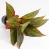 Artificial Plant 32*32*34cm Rohdea japonica in pp pot GS-06921033-G1 Potted Flowers&Plants 3,000+ sqm showroom with thousands of artificial flowers, plants & trees ready for global sourcing.