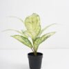 Artificial Plant 32*32*34cm Rohdea japonica in pp pot GS-06921033-G2 Potted Flowers&Plants 3,000+ sqm showroom with thousands of artificial flowers, plants & trees ready for global sourcing.