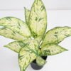 Artificial Plant 32*32*34cm Rohdea japonica in pp pot GS-06921033-G2 Potted Flowers&Plants 3,000+ sqm showroom with thousands of artificial flowers, plants & trees ready for global sourcing.