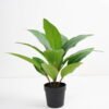 Artificial Plant 32*32*34cm Rohdea japonica in pp pot GS-06921033-G4 Potted Flowers&Plants 3,000+ sqm showroom with thousands of artificial flowers, plants & trees ready for global sourcing.