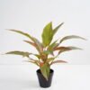 Artificial Plant 44*44*45cm Rohdea japonica in pp pot GS-06921034-G1 Potted Flowers&Plants 3,000+ sqm showroom with thousands of artificial flowers, plants & trees ready for global sourcing.