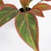 Artificial Plant 44*44*45cm Rohdea japonica in pp pot GS-06921034-G1 Potted Flowers&Plants 3,000+ sqm showroom with thousands of artificial flowers, plants & trees ready for global sourcing.