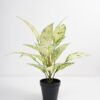 Artificial Plant 44*44*45cm Rohdea japonica in pp pot GS-06921034-G2 Potted Flowers&Plants 3,000+ sqm showroom with thousands of artificial flowers, plants & trees ready for global sourcing.