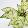 Artificial Plant 44*44*45cm Rohdea japonica in pp pot GS-06921034-G2 Potted Flowers&Plants 3,000+ sqm showroom with thousands of artificial flowers, plants & trees ready for global sourcing.