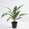 Artificial Plant 44*44*45cm Rohdea japonica in pp pot GS-06921034-G3 Potted Flowers&Plants 3,000+ sqm showroom with thousands of artificial flowers, plants & trees ready for global sourcing.