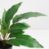 Artificial Plant 44*44*45cm Rohdea japonica in pp pot GS-06921034-G4 Potted Flowers&Plants 3,000+ sqm showroom with thousands of artificial flowers, plants & trees ready for global sourcing.