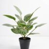 Artificial Plant 36*36*42cm Rohdea japonica in pp pot GS-06921035-G2 Potted Flowers&Plants 3,000+ sqm showroom with thousands of artificial flowers, plants & trees ready for global sourcing.